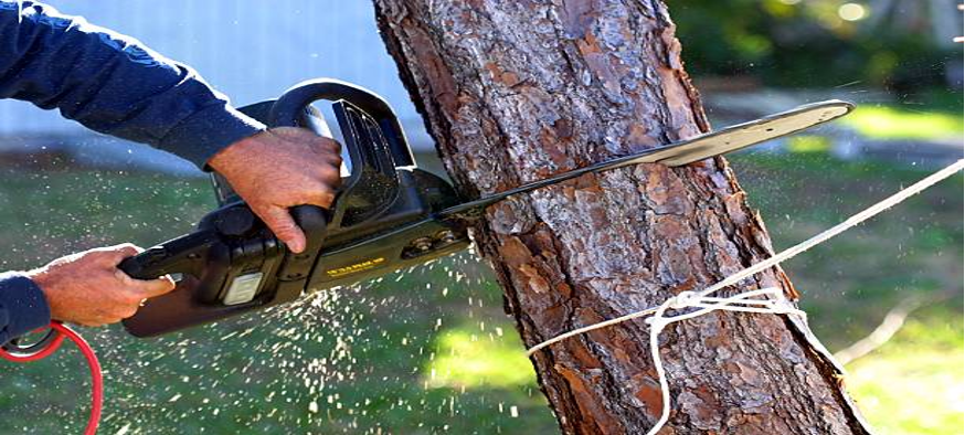 choosing the best chainsaw for type and features